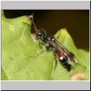 Alysson spinosus - Grabwespe w09b 7-8mm.jpg